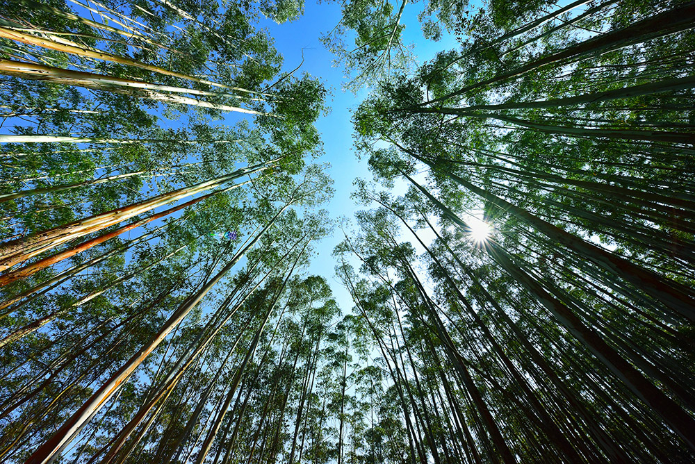 Forest Trees